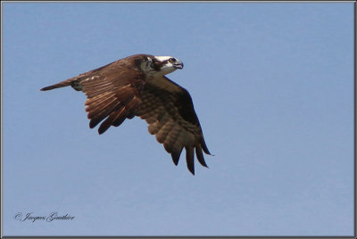 Balbuzard pcheur ( Osprey )