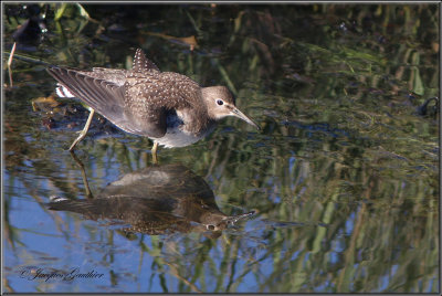 Chevalier solitaire ( Solitary Sandpiper )