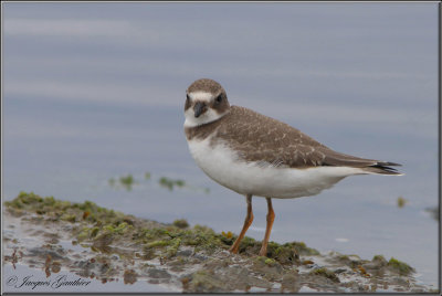 Pluvier semipalm ( Semipalmated Plover )