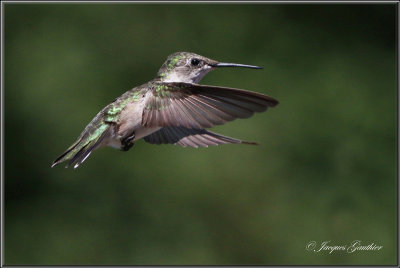 Colibri  gorge rubis ( Ruby-throated Hummingbird )