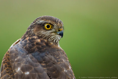 Eurasian Sparrowhawk