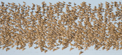 European Golden Plover