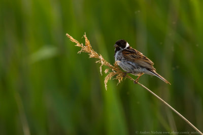 Reed Bunting