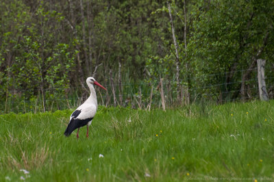 White Stork