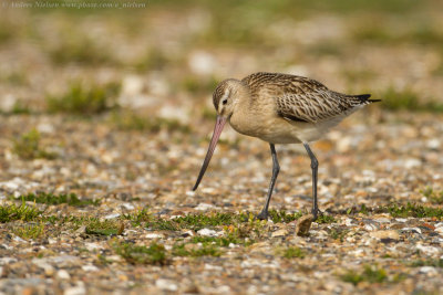 Bar-tailed Godwit
