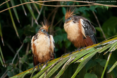 Hoatzin