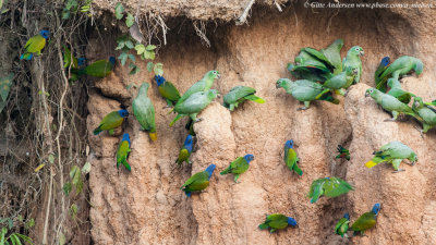 Blue-headed Parrot
