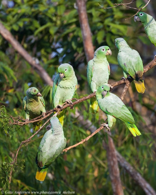 Mealy Parrot