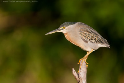 Striated Heron