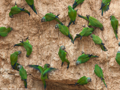 Dusky-headed Parakeet