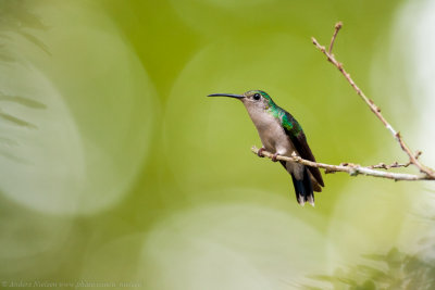 Fork-tailed Woodnymph