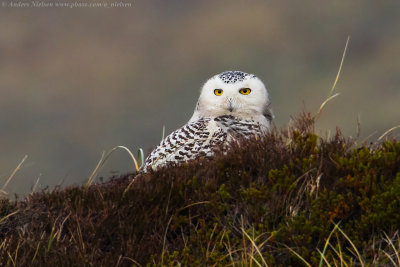 Snowy Owl