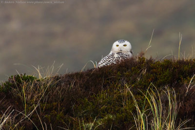 Snowy Owl
