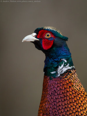Pheasant