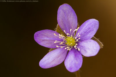 51 Bl anemone