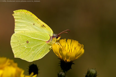 55 Citronsommerfugl
