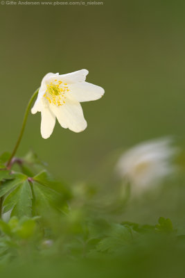 70 Hvid anemone