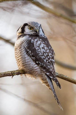 Northern Hawk-owl