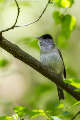 Blackcap