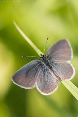 Small Blue