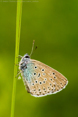 Large Blue