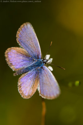 Silver-studded Blue