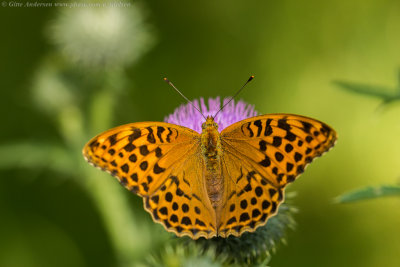 Silver-washed Fritillary