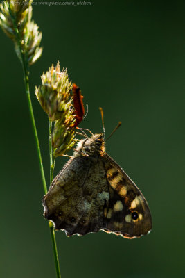 Speckled Wood