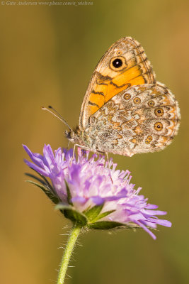 Wall Brown