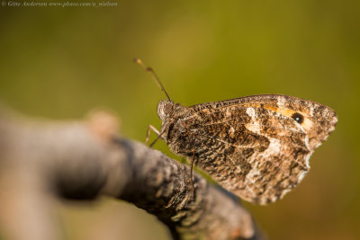 Grayling
