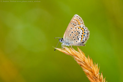 Idas Blue