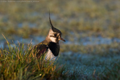 Northern Lapwing