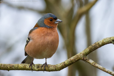 Chaffinch
