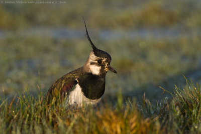 Northern Lapwing