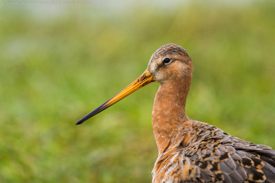 Black-tailed Godwit