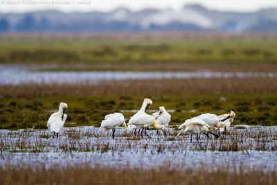 Eurasian Spoonbill