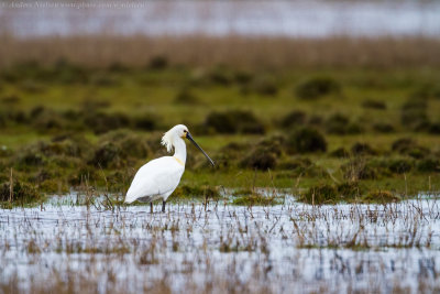 Eurasian Spoonbill