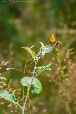 Small Pearl-bordered Fritillary