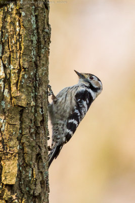Lesser Spotted Woodpecker
