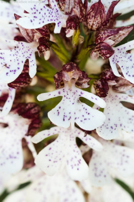 Lady Orchid