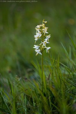 Greater Butterfly Orchid