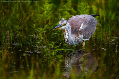 Grey Heron