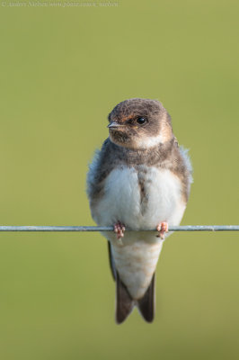 Sand Martin