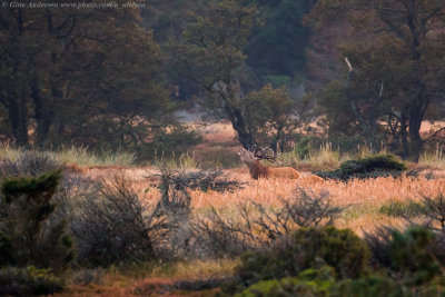 Red Deer