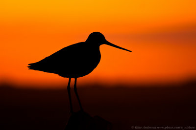 Black-tailed Godwit