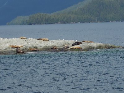 July 12, 2014 - Price William Sound Glacier Cruise 065.JPG