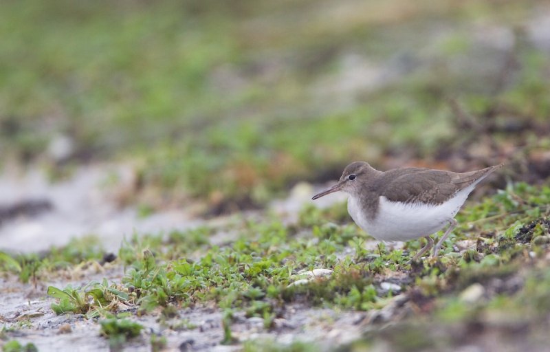 Amerikaanse Oeverloper/Spotted Sandpiper