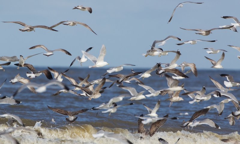 Kumliens Meeuw/Kumliens Gull