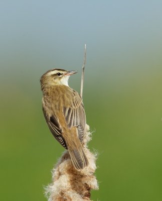Rietzanger/Sedge Warbler