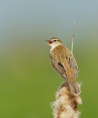 Rietzanger/Sedge Warbler